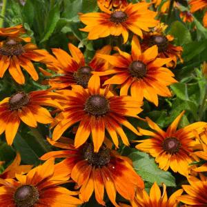 Rudbeckia Cappuccino - Graines d'Exception